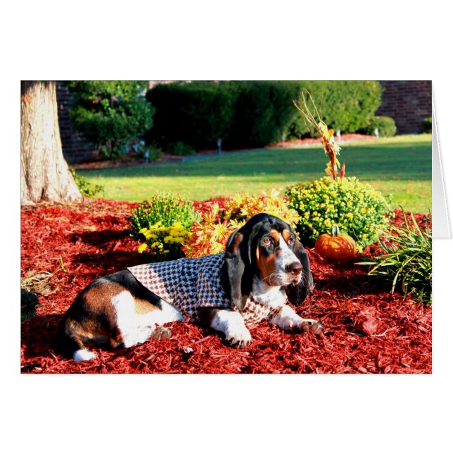 Life of a Basset Hound (Front Horizontal)