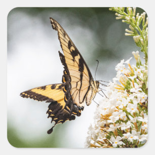 Life of a butterfly square sticker