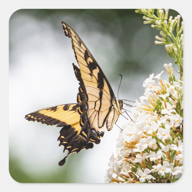 Life of a butterfly square sticker (Front)