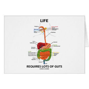 Life Requires Lots Of Guts (Digestive System)