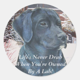 lifelike portrait picture of black labrador dog sq classic round sticker