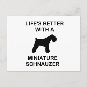 lifes baetter with a Miniature_Schnauzer Postcard