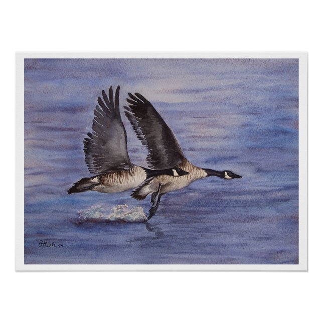 Lift Off - Canadian Geese  Poster (Front)