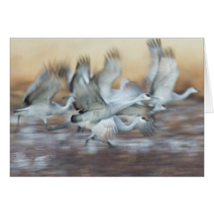 Lift off of Sandhill Cranes.