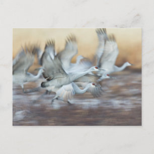 Lift off of Sandhill Cranes Postcard
