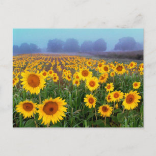 Lifting Fog , post card