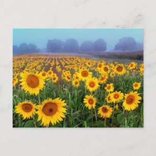 Lifting Fog , postcard