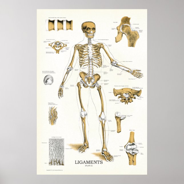 Ligaments et joints Anatomie Poster 24 X 36 (Devant)