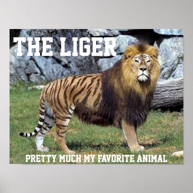 LIGER ASSEZ MON ANIMAL PRÉFÉRÉ POSTER (Devant)