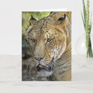 Liger Half Lion Half Tiger Card