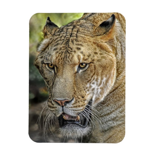 Liger Magnet (Vertical)