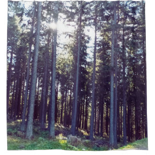 Light Between the Pines - Wild Nature Romania