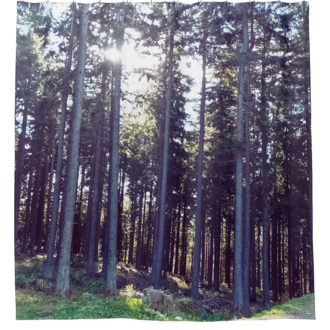 Light Between the Pines - Wild Nature Romania (Front)