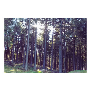 Light Between the Pines - Wild Nature Romania Photo Print