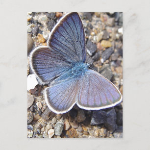 Light blue butterfly postcard