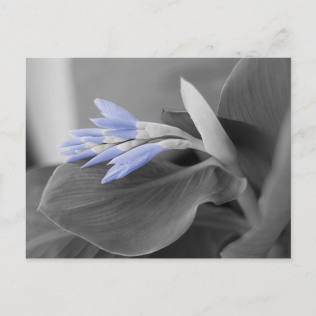 Light Blue Flower Buds Colour Splash Photo Postcard (Front)