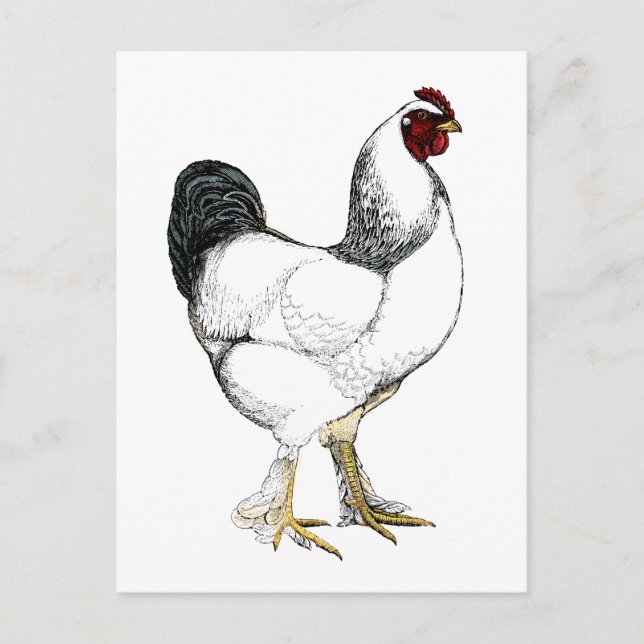 Light Brahma Rooster - Elegant Vintage Chicken Postcard (Front)