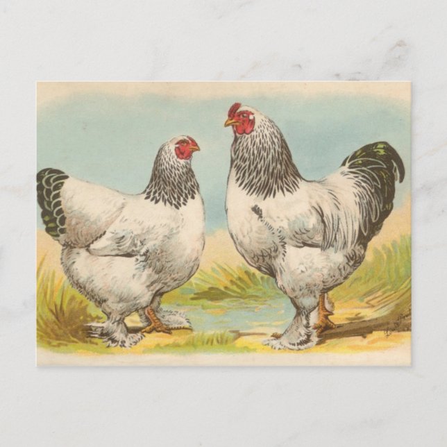 Light Brahmas Postcard (Front)