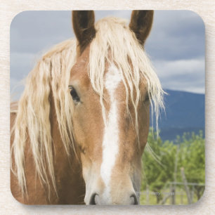 Light Brown Horse Coaster