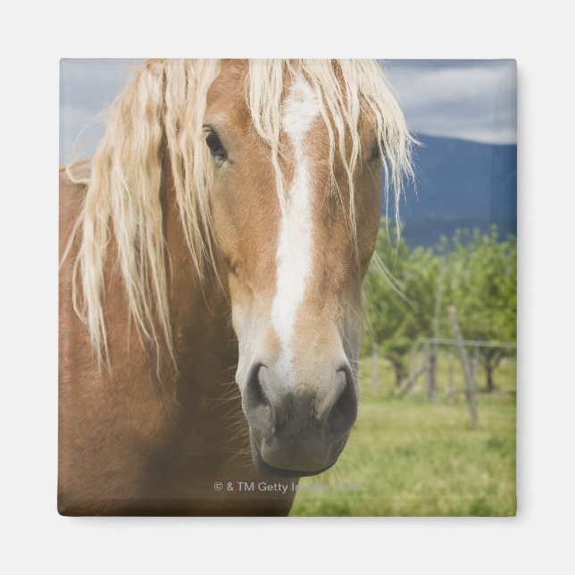 Light Brown Horse Magnet (Front)