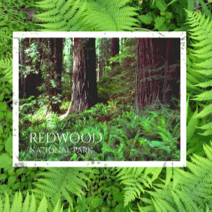 Light Filtering through Redwood Trees, Ferns  Postcard