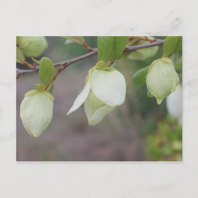 Light Green Flowers Postcard (Front)
