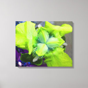 Light Green Iris Canvas Print