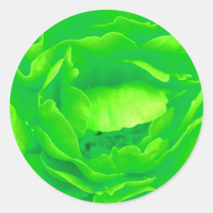 Light Green Rose Sticker- Customizable Classic Round Sticker