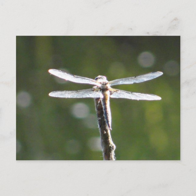 Light grey dragonfly postcard (Front)