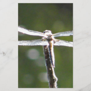 Light grey dragonfly stationery