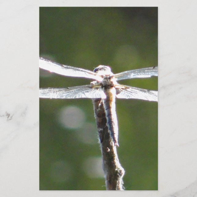Light grey dragonfly stationery (Front)