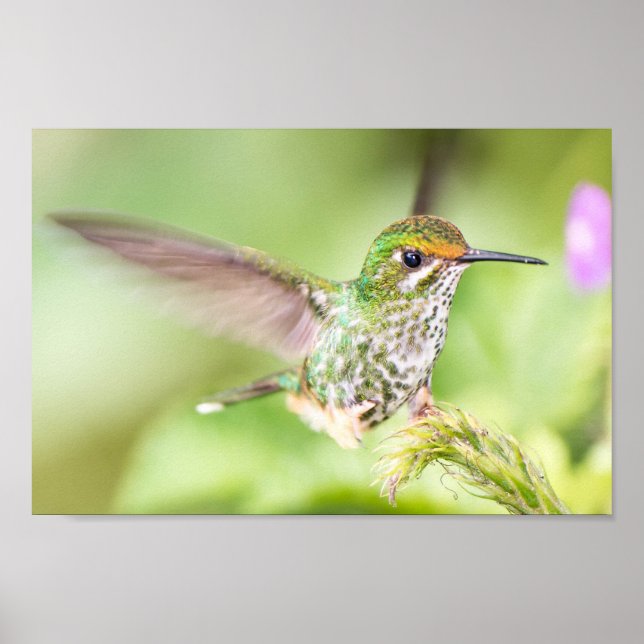 Light Hummingbird Landing on a Branch Poster (Front)