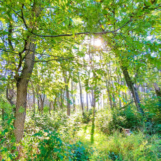 Light in the Forest Sketchbook Notebook