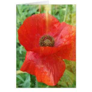 Light Leaks Red Poppy