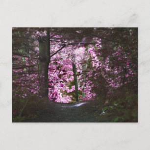 Light On Path Nature Postcard