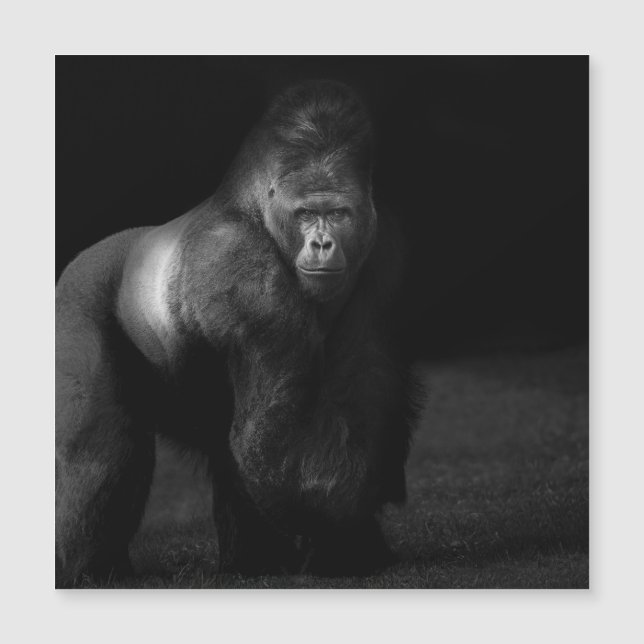 Light on Strength – Silverback Gorilla (Front)