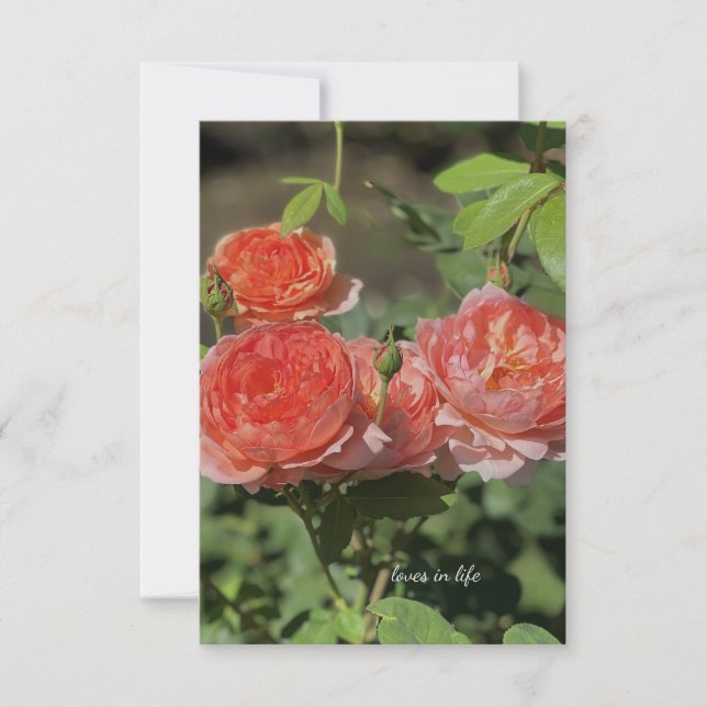 Light Peach Roses Card (Front)