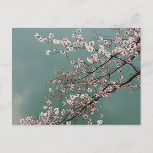 Light pink cherry blossoms on turquois background postcard