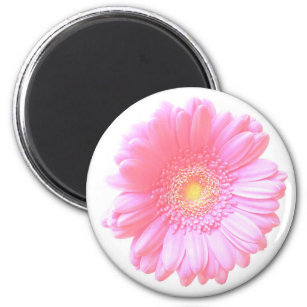 Light pink gerbera daisy magnet