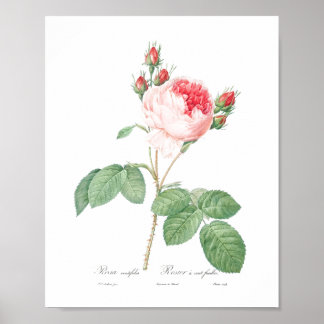 Light Pink Girly Flower Botanic Garden Pink Roses Poster