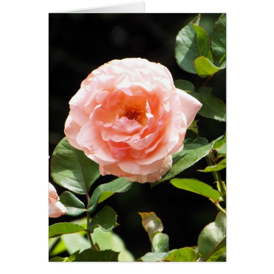 Light pink rose card