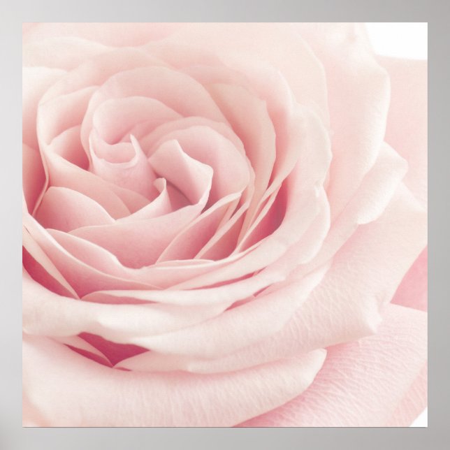 Light Pink Rose Flower - Roses Flowers Floral Poster (Front)