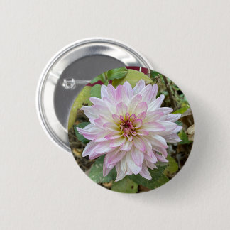 Light Pink Tipped Dahlia 2 Inch Round Button