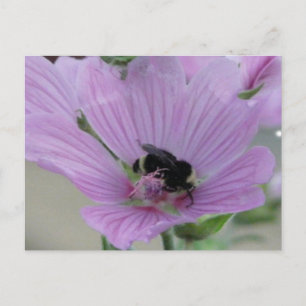 Light Purple Flower With Bee Postcard