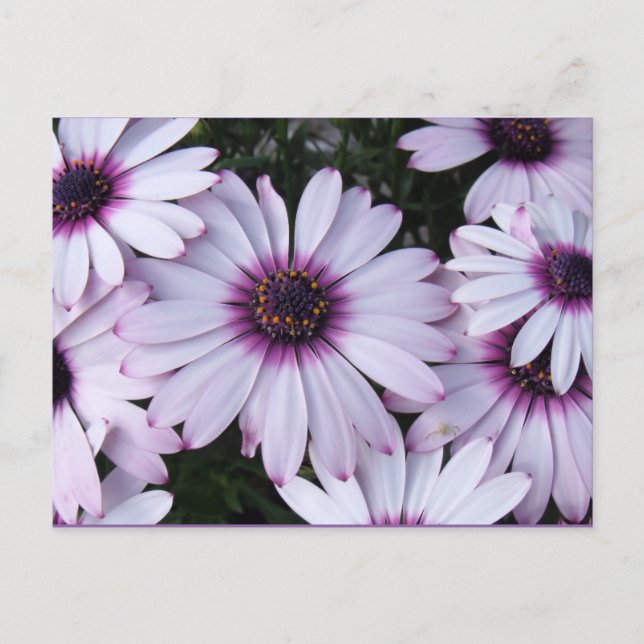 Light Purple Flowers with Purple Background Postcard (Front)