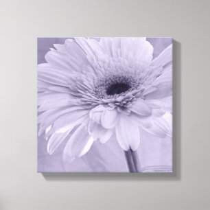 Light Purple Gerber Daisy Canvas Print