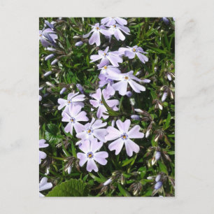 Light Purple Periwinkle Flowers Holiday Postcard