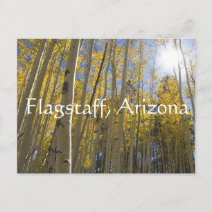 Light through the Aspen trees. Flagstaff, Arizona Postcard