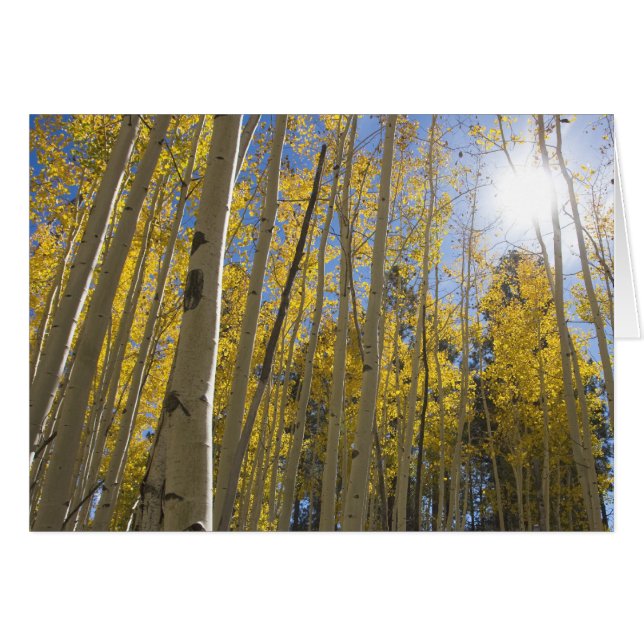 light through the Aspen's (Front Horizontal)