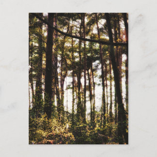 Light Through the Forest Trees Postcard